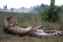 Cheetah (Safari park, Beekse Bergen, the Netherlands)